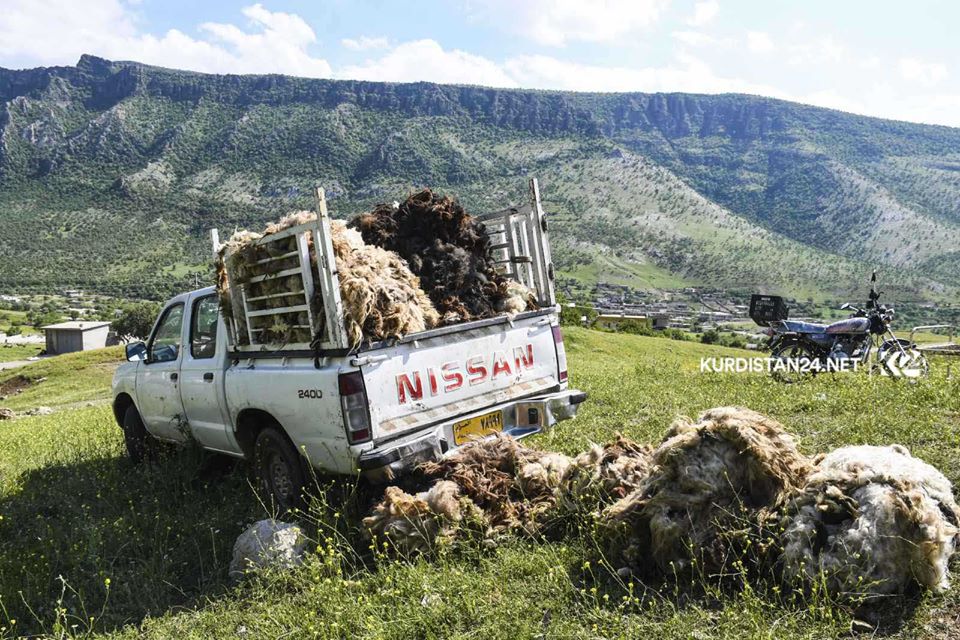 بالصور | الأغنام تنتعش بـ